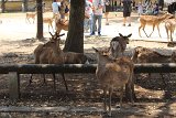 IMG 1184