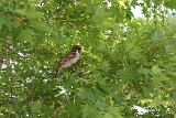 IMG 1523