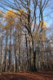 IMG 0636