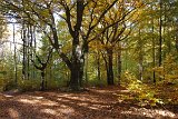 Jesień w katowickich lasach