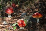 IMG 0756