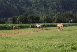 IMG 9899