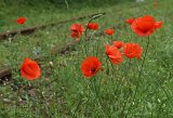 IMG 4331